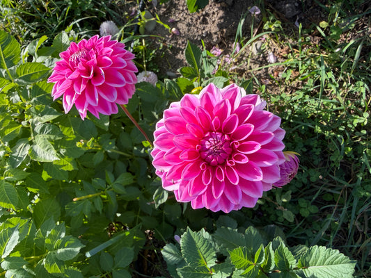Pink Sylvia / Sandra