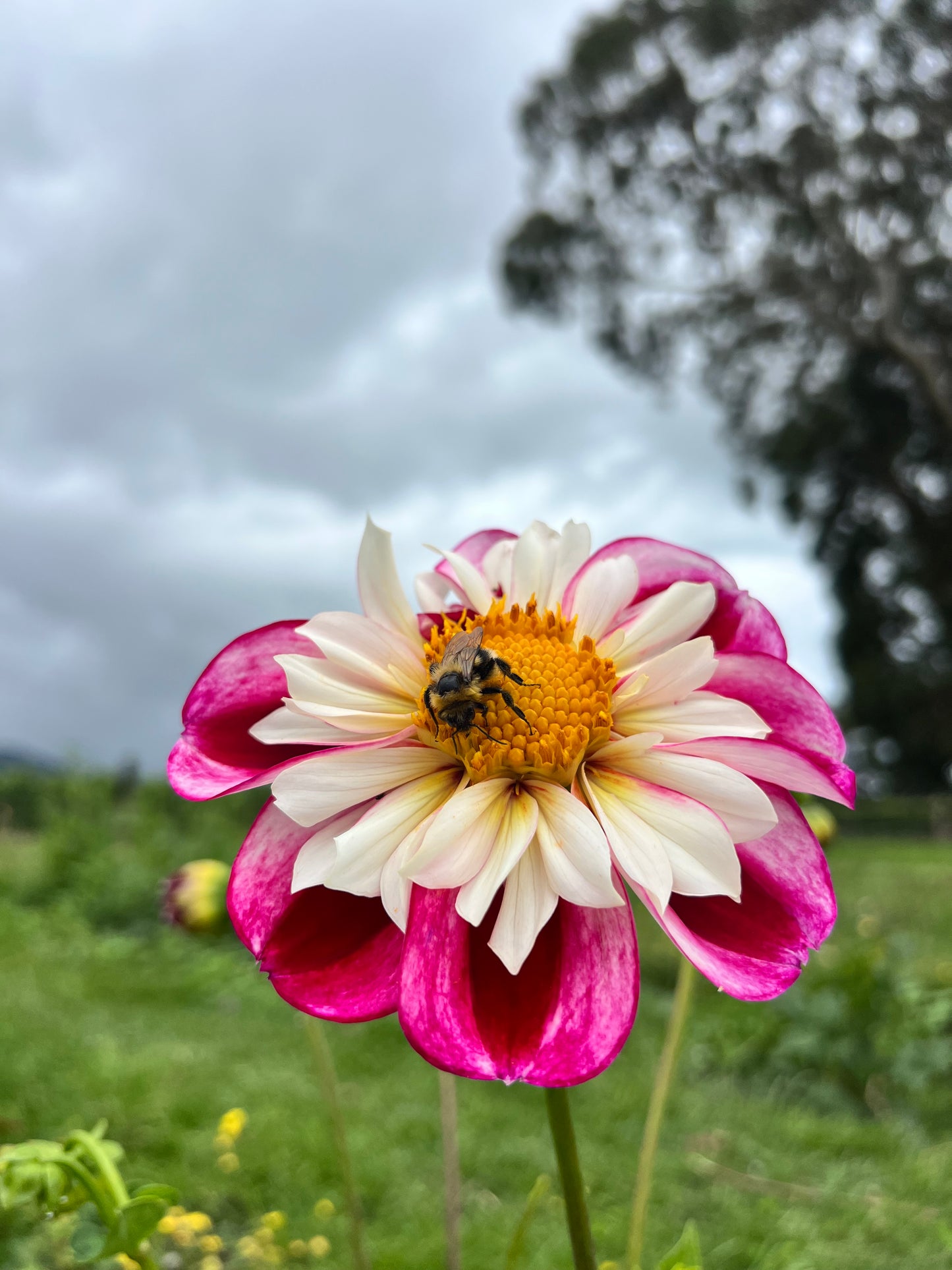Bumble Rumble