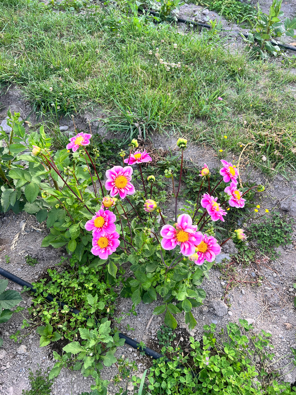 Hartenaas