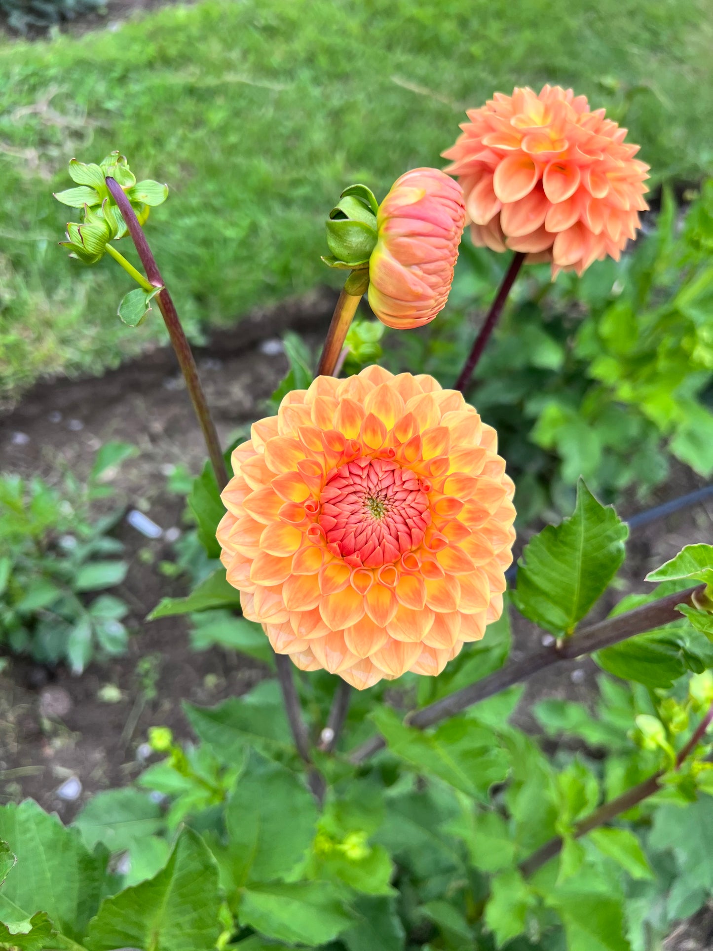 Blyton Softer Gleam