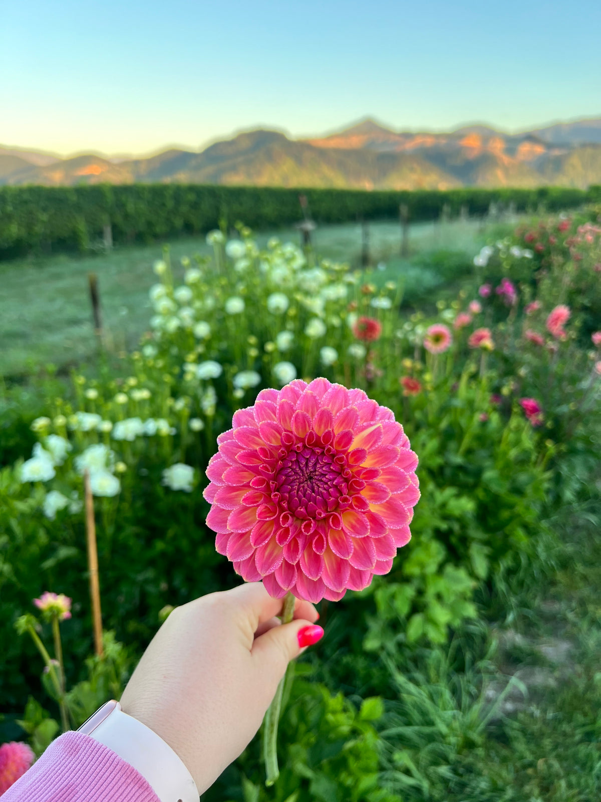 Pink Suffusion