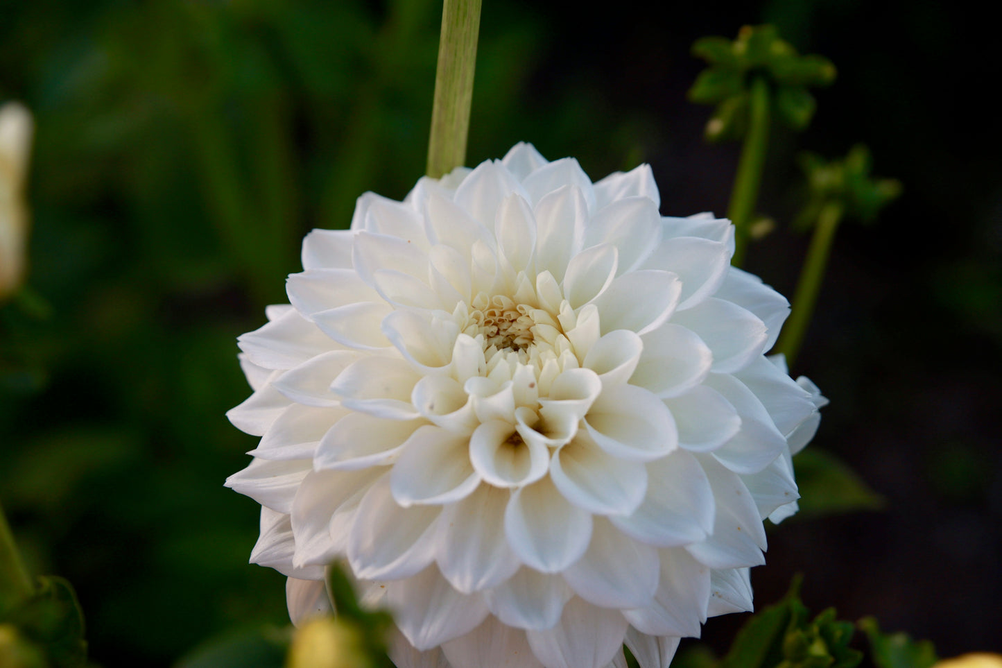 White Love
