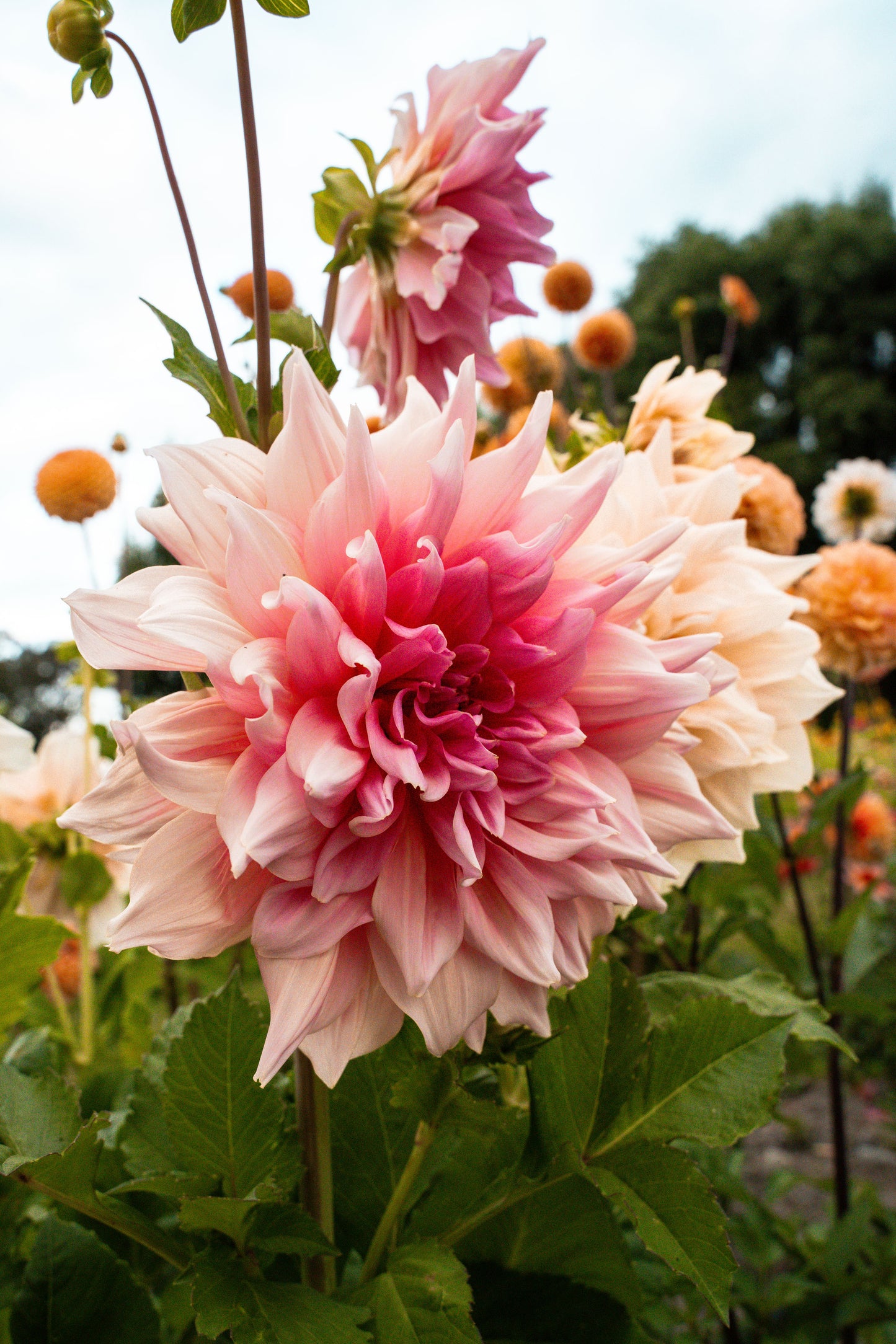 Otto’s Thril