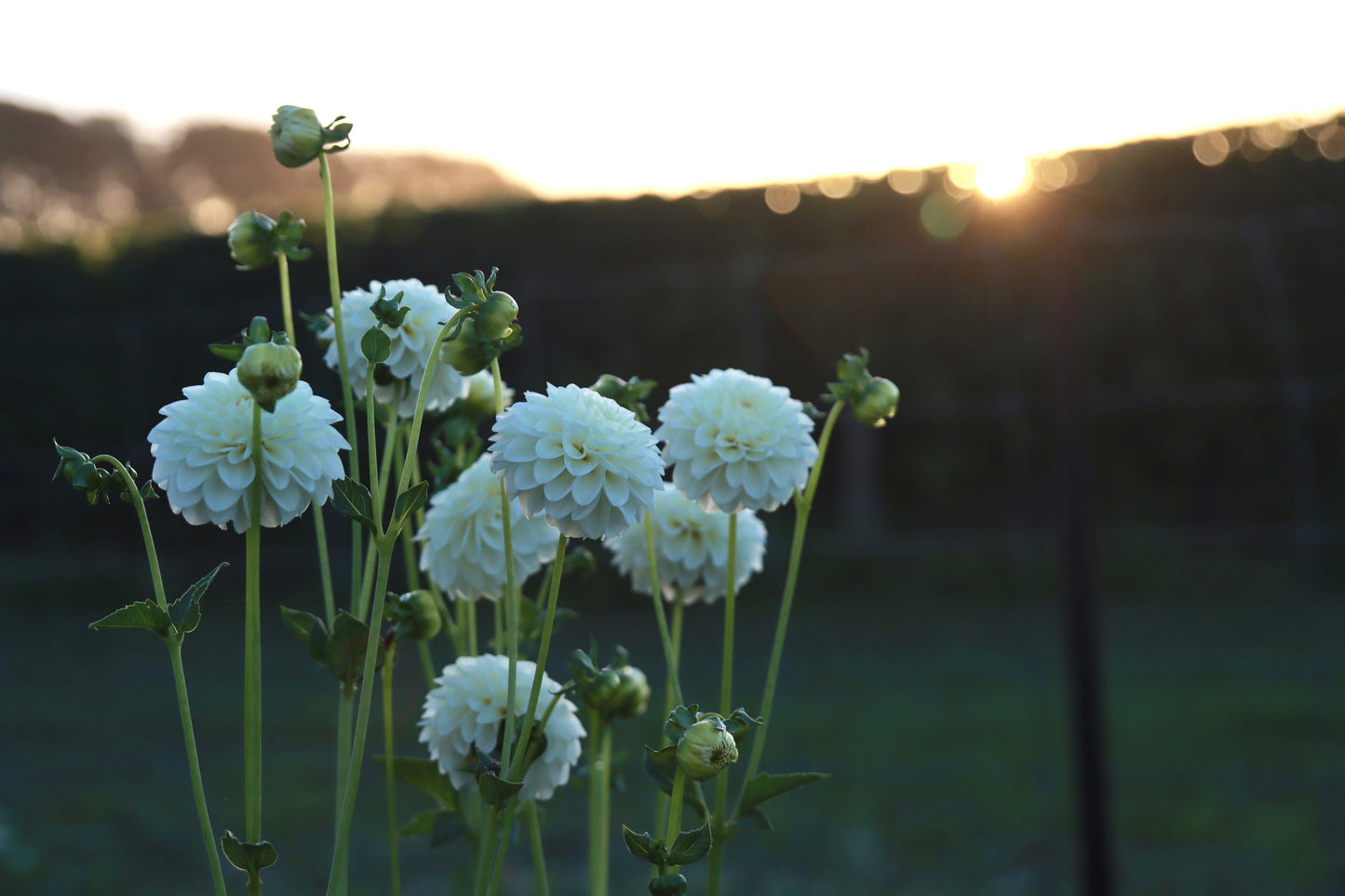 White Aster