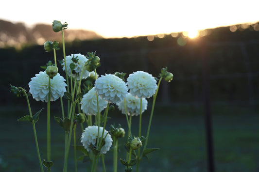 White Aster