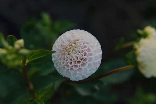 Small World / Bowen