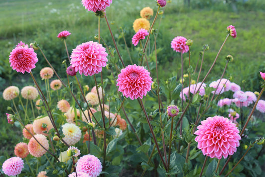 Pink Sylvia / Sandra