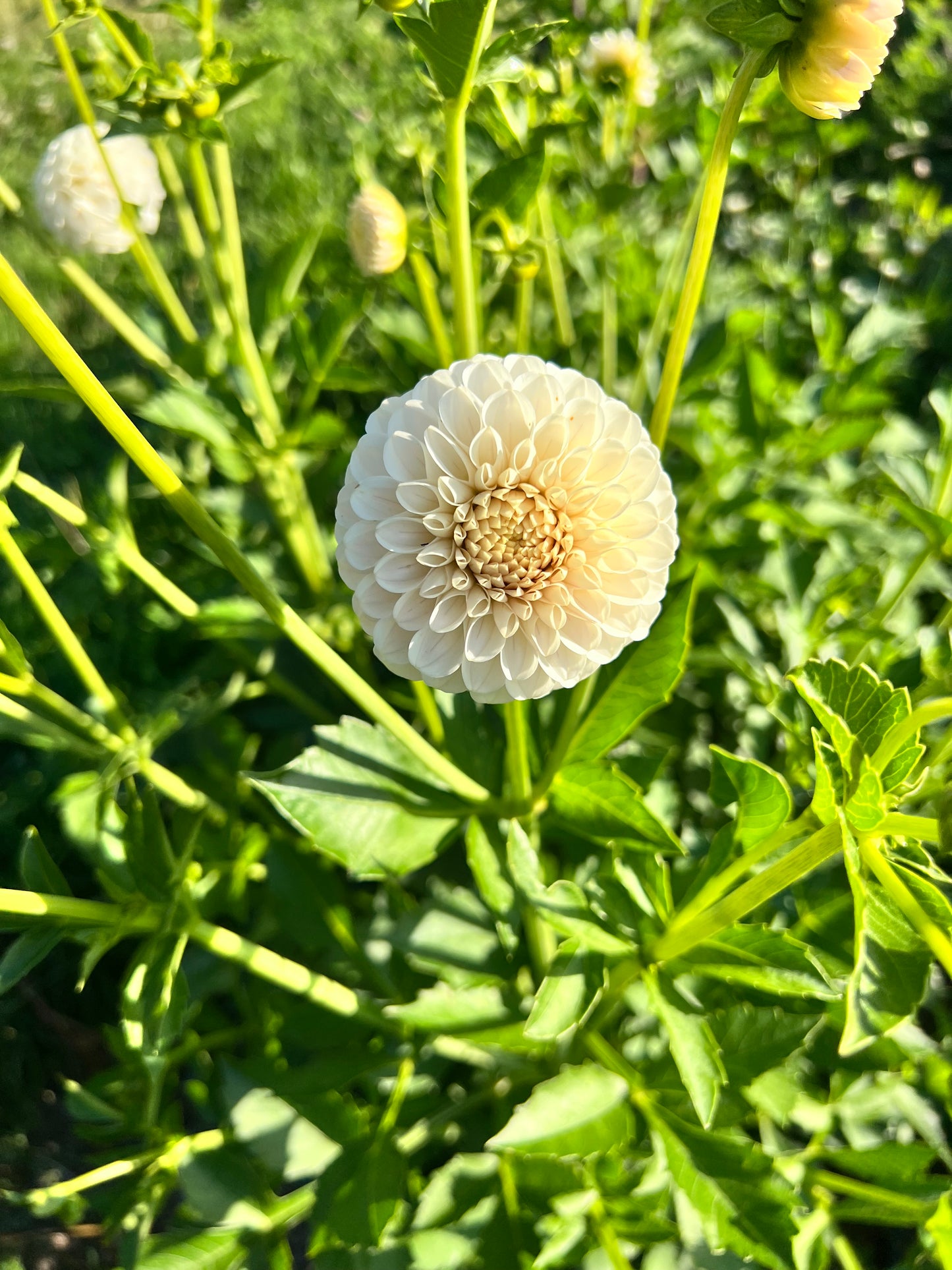 101’s Moon Petal