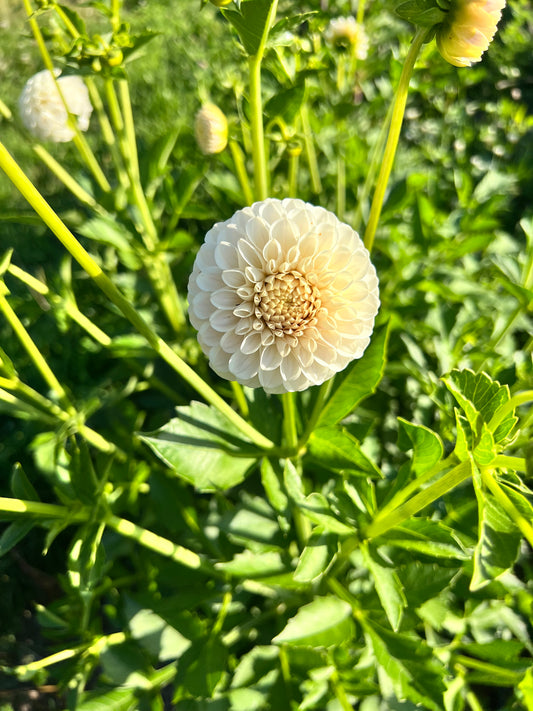 101’s Moon Petal