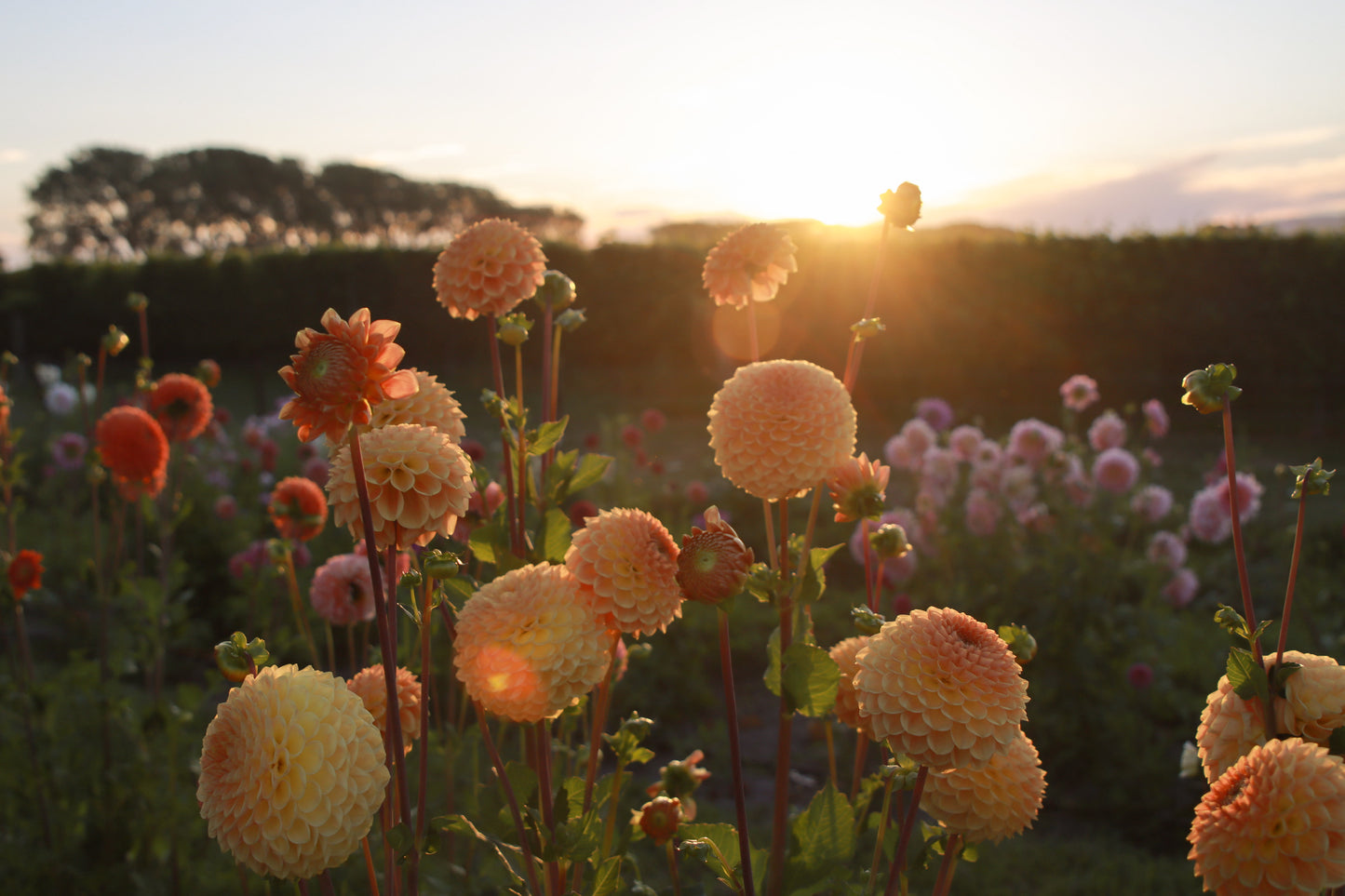 Blyton Softer Gleam