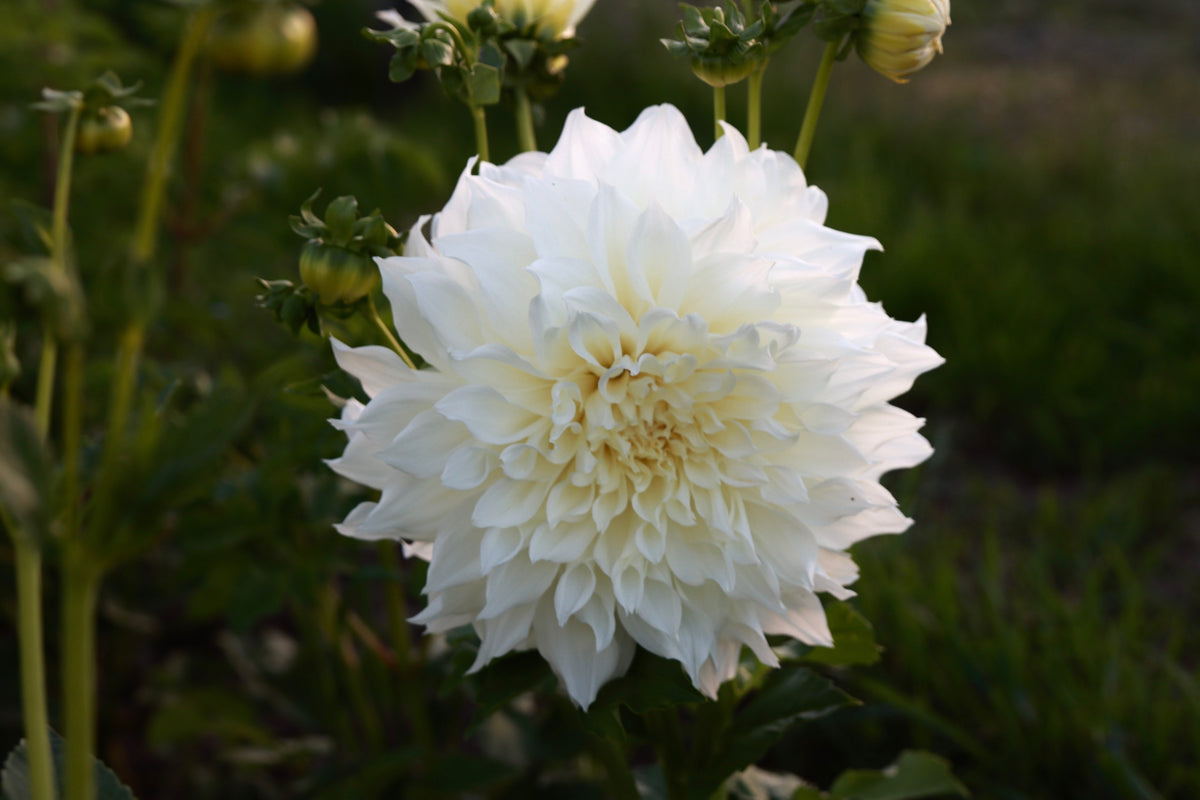 Fleural