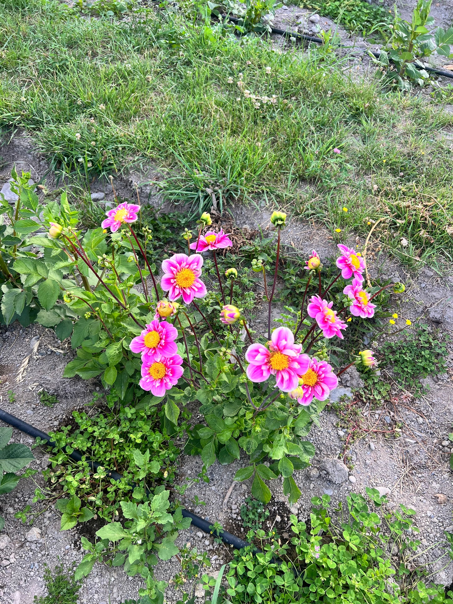 Hartenaas