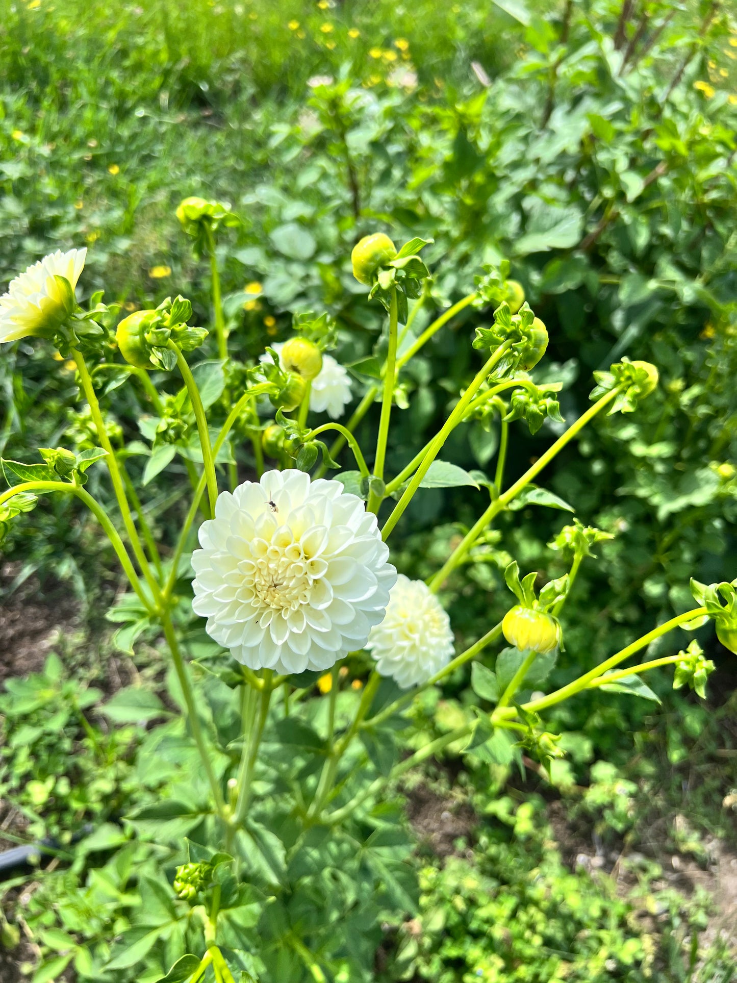 White Aster