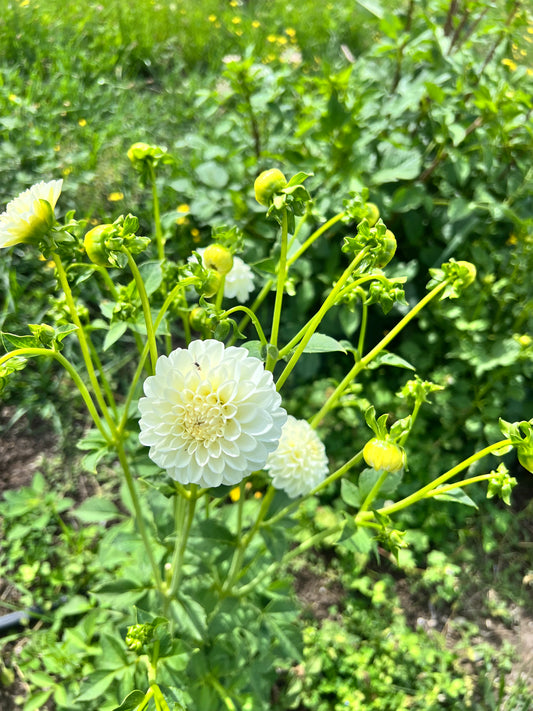 White Aster