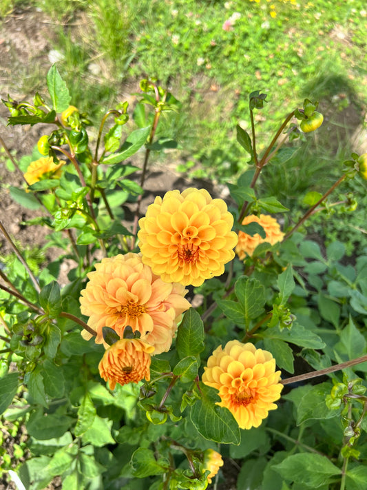 Golden Scepter