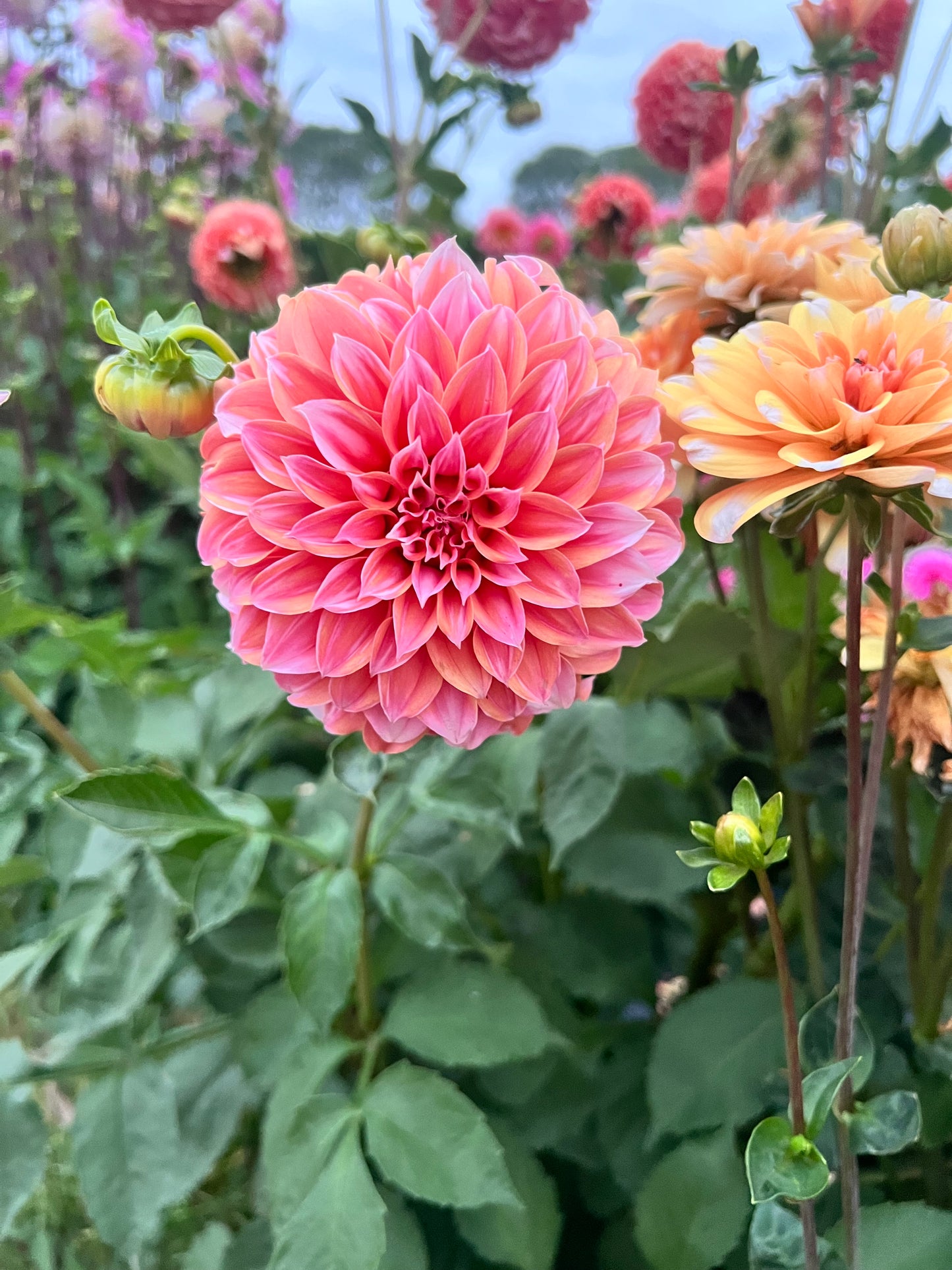Peaches n Cream Orange