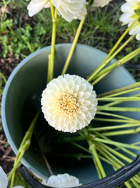101’s Moon Petal