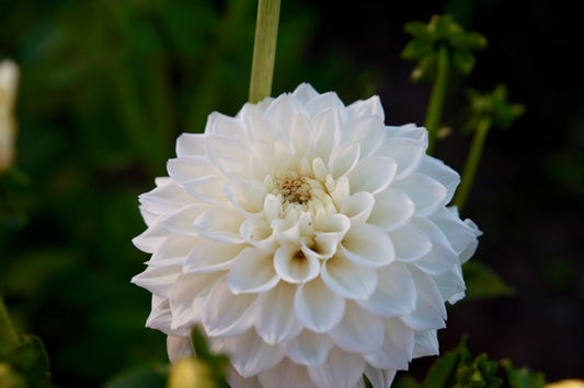 White Love